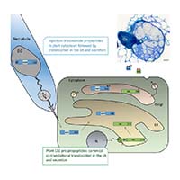 Schematic representation of the secretion pathways of plant CLE peptides and their mimicry injected by nematodes into the plant cell cytoplasm.— © New Phytologist